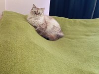 British longhair blue point 2 yaşında