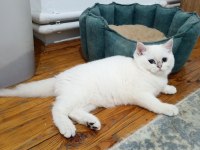 British shorthair golden point erkek