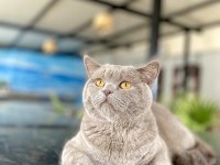 Yakışıklı british shorthair oğlumuza yuva arıyoruz