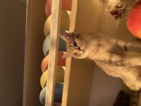 British shorthair kedimize yuva arıyoruz