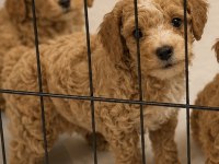ÜST DÜZEY MİNİ BOY MALTİPOO YAVRUMUZ