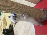 2 aylık blue point yavru scottish fold