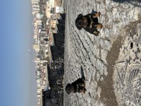 Acil sahiplendirilecektir Rottweiler yavruları