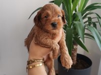 24 mayıs doğumlu maltipoo yavrular