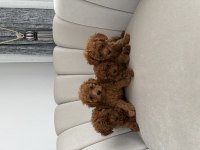 Evde beslediğim kendi köpeklerim