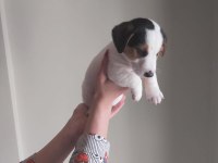 Jack Russell Yavruları