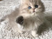 BRİTİSH LONGHAİR GRİ RENK YENİ SÜTTEN KESİLME