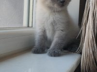 Scottish fold erkek blue point