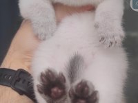 British shorthair kedisi