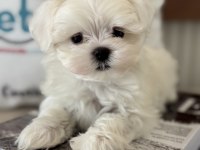 Petmode köpek çiftliğinde tea cup kore kan maltese