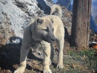KANGAL YAVRUSU KÖPEĞİ