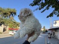 Üst kalite Aşılı Dişi Maltipoo Yavrumuz