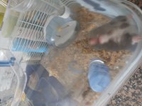 Hamster yavru