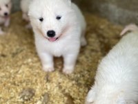 Orjinal samoyed