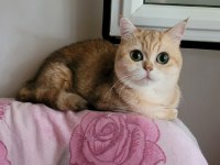 Safkan British shorthair