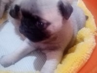 50 günlük pug yavrularımız sahiplendirilecektir