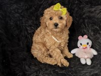 Dişi Toy Poodle Bebeğimiz