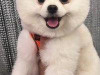 Yakışıklı pomeranian köpeği oğlum