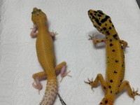 Yavru leopar gecko
