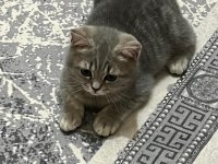Orjinal saf kan scottish fold bebekler