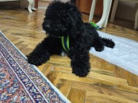 Taşındığımızdan dolayı ÇOK ACİL 4,5 Aylık Poodle