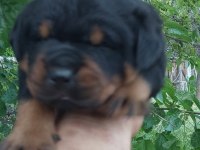 Irk garantili Rottweiler yavruları
