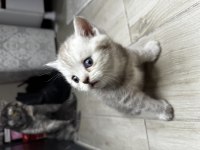 Scottish Fold Safkan