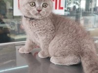 Scottish fold erkek bebek