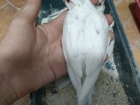 Albino sultan yavrusu