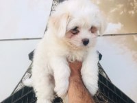 Sağlık Ve Irk Garantili Maltese Terrier Yavrular