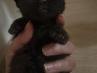 MAİNE COON YAVRU KEDİLER