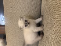 Scottish fold blue Point