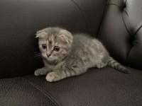 Acil scottish fold sahiplendirme