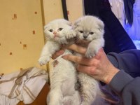 Scottish fold yavrular 5 adet