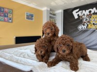 Show kalite toy poodle yavrular hazır ankara