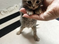 Scottish Fold Erkek British Shorthair Dişi Yavrular