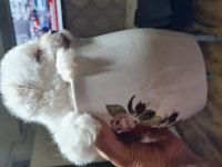 Maltese dişi erkek yavru köpeklerimiz