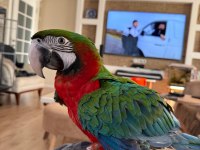Macaw Papağanı El Besleme Buyutuldu 1 Yaşında Full Evcil