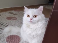 Kar beyaz kedicik