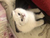 British shorthair ve british longhair kedimiz