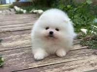 Teddy bear kar beyaz erkek 3 aylık pomeranian