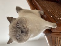 British shorthair blue point 3 yaşında