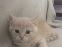 Yavru british shorthair kedimiz