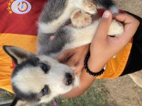 Safkan husky sibirya kurdumuz