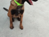 Belçika kurdu (malinois) 6 aylık