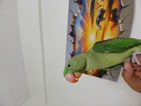 Bebek alexander papağanı