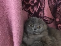 5 aylık Scottish fold longhair dişi