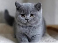Irk Ve Sağlık Garantili British Shorthair Bebekler