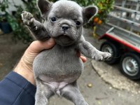 Blue French Bulldog Yavrularımız