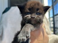 Rengarenk Minik Maine Coon Devler